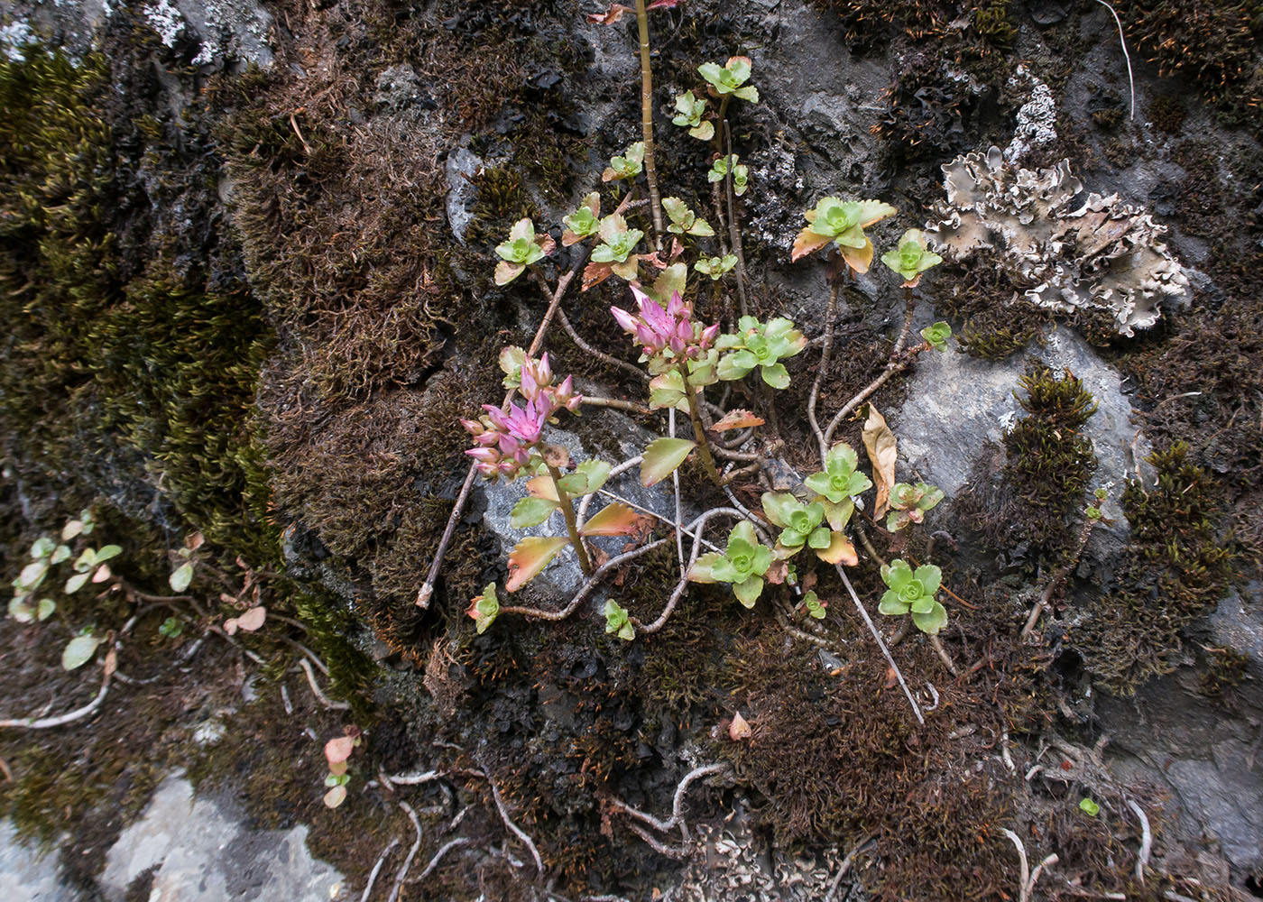 Изображение особи Sedum spurium.