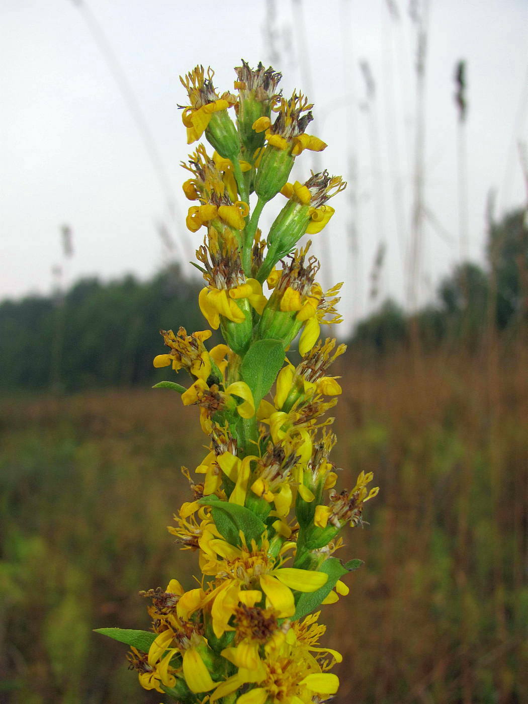 Изображение особи Solidago virgaurea.