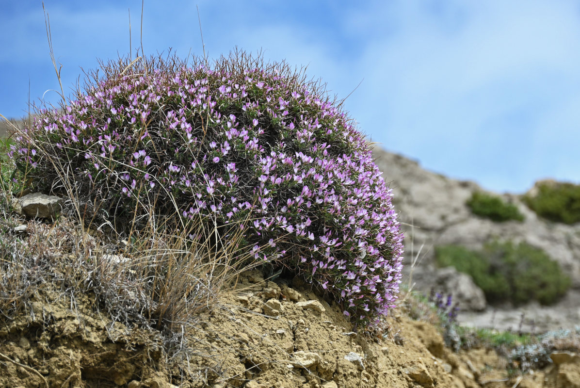 Image of Onobrychis cornuta specimen.