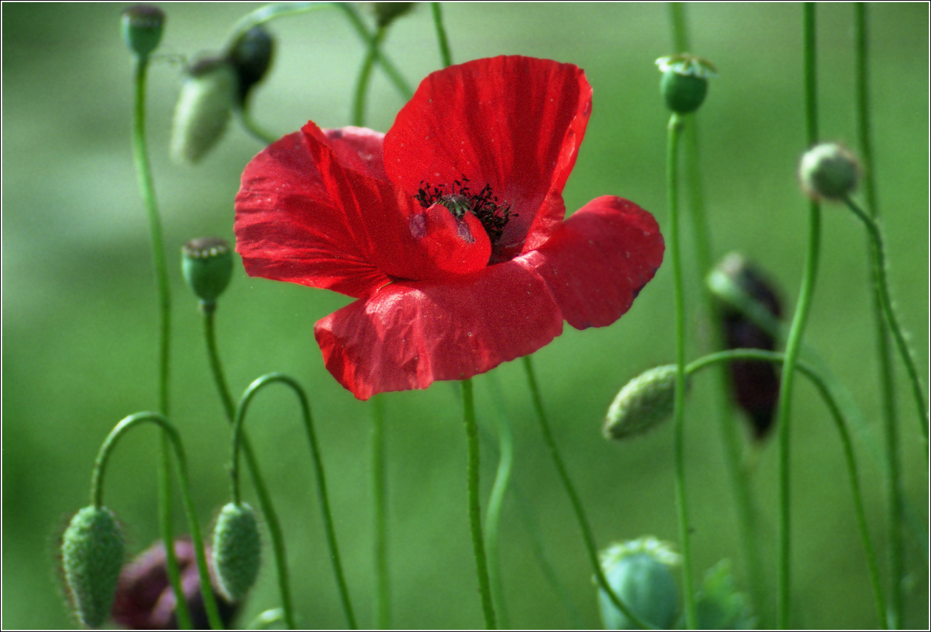 Изображение особи Papaver rhoeas.