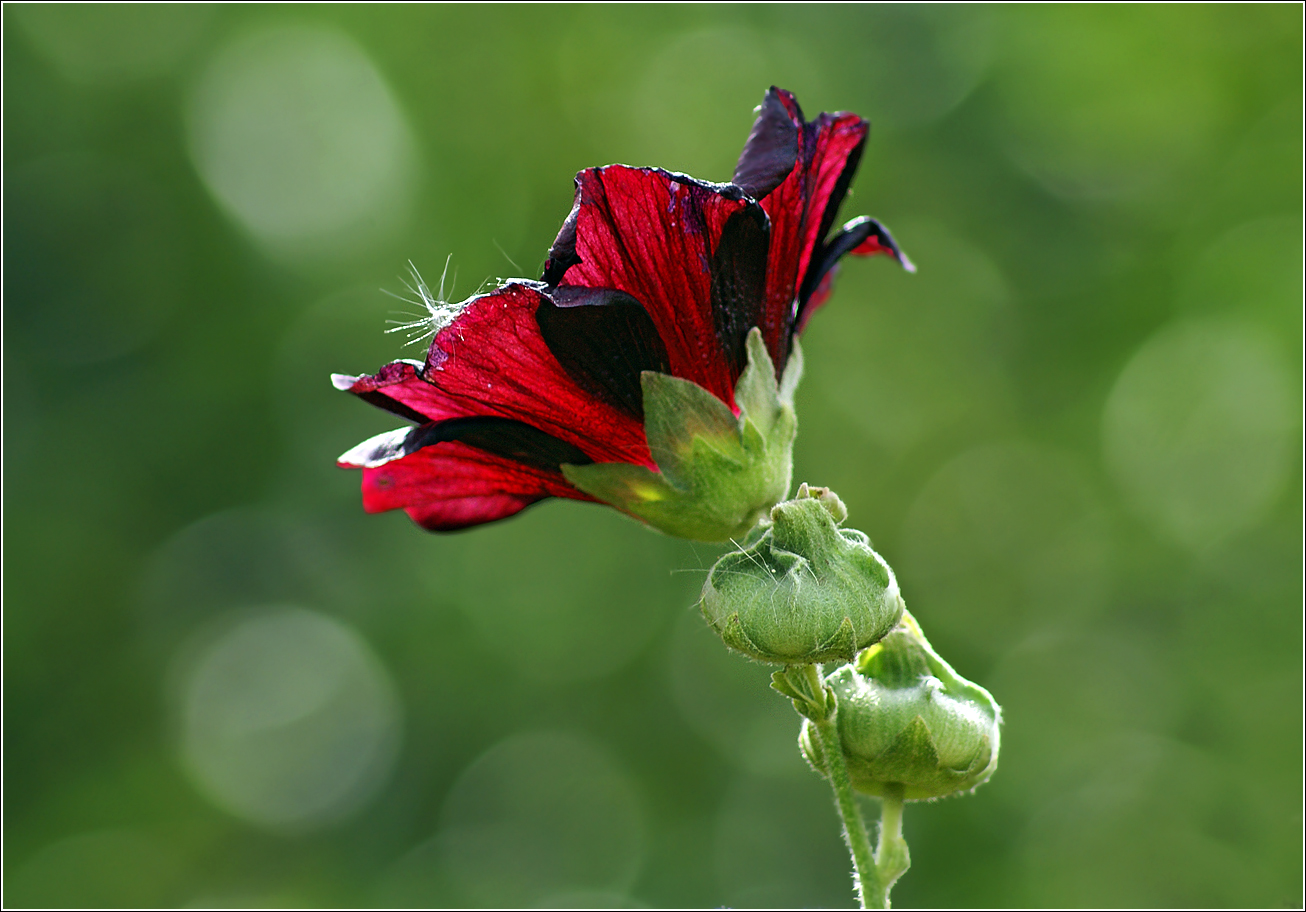 Image of Alcea rosea specimen.