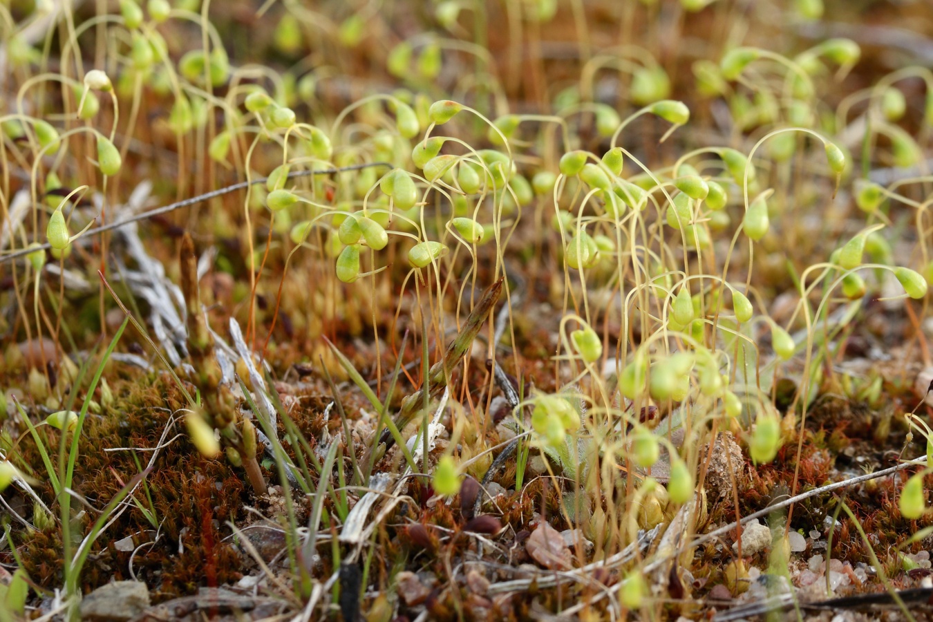 Image of Funaria hygrometrica specimen.