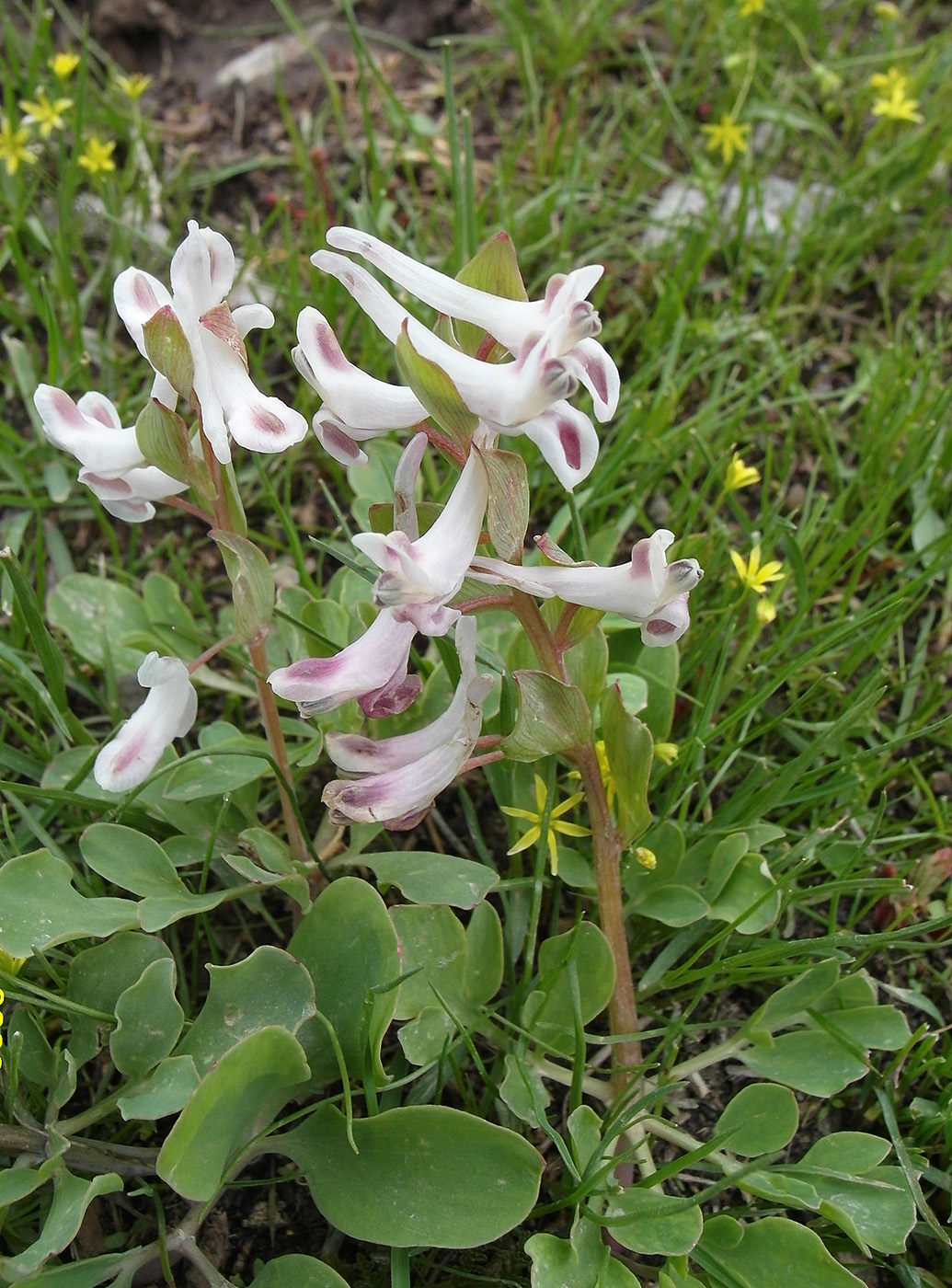 Изображение особи Corydalis ledebouriana.