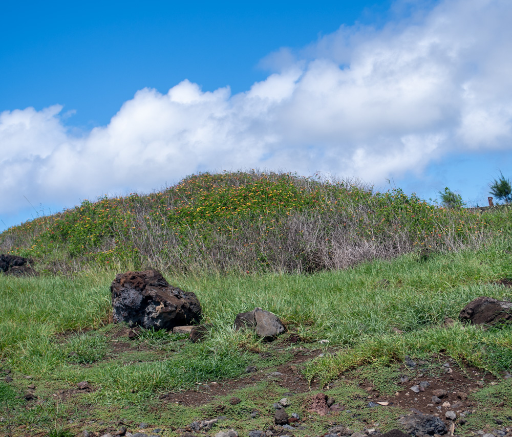 Image of Lantana camara specimen.