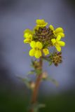 genus Erysimum