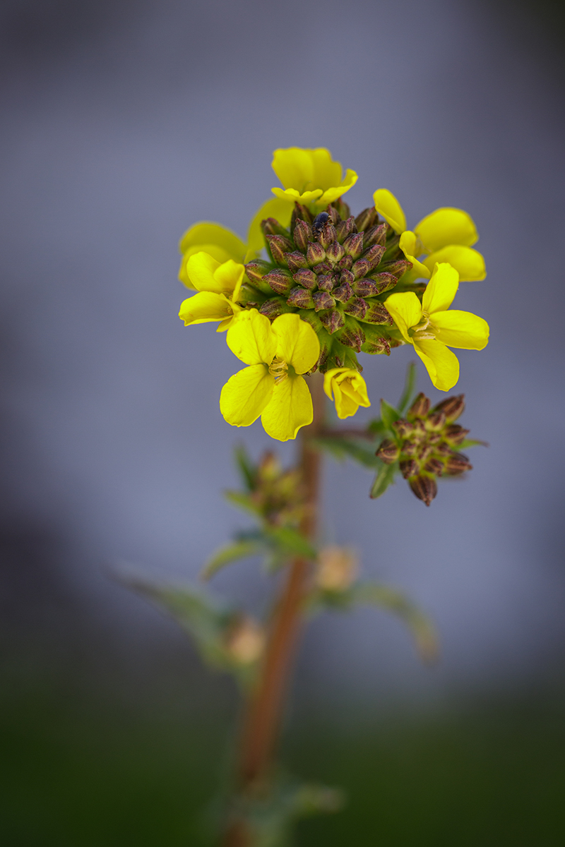 Изображение особи род Erysimum.