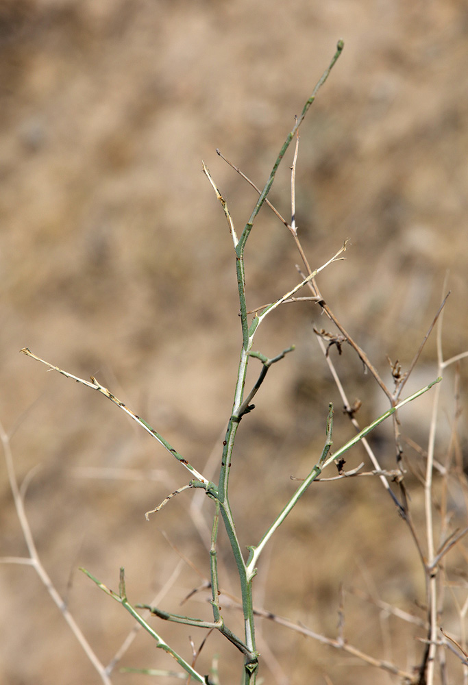 Image of Scariola orientalis specimen.