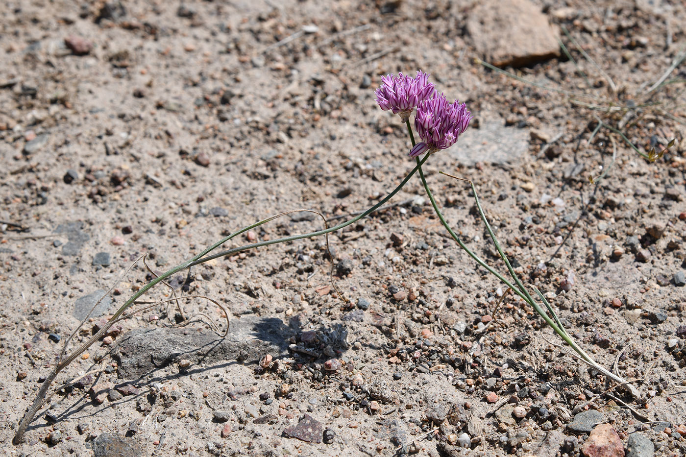 Image of Allium lasiophyllum specimen.