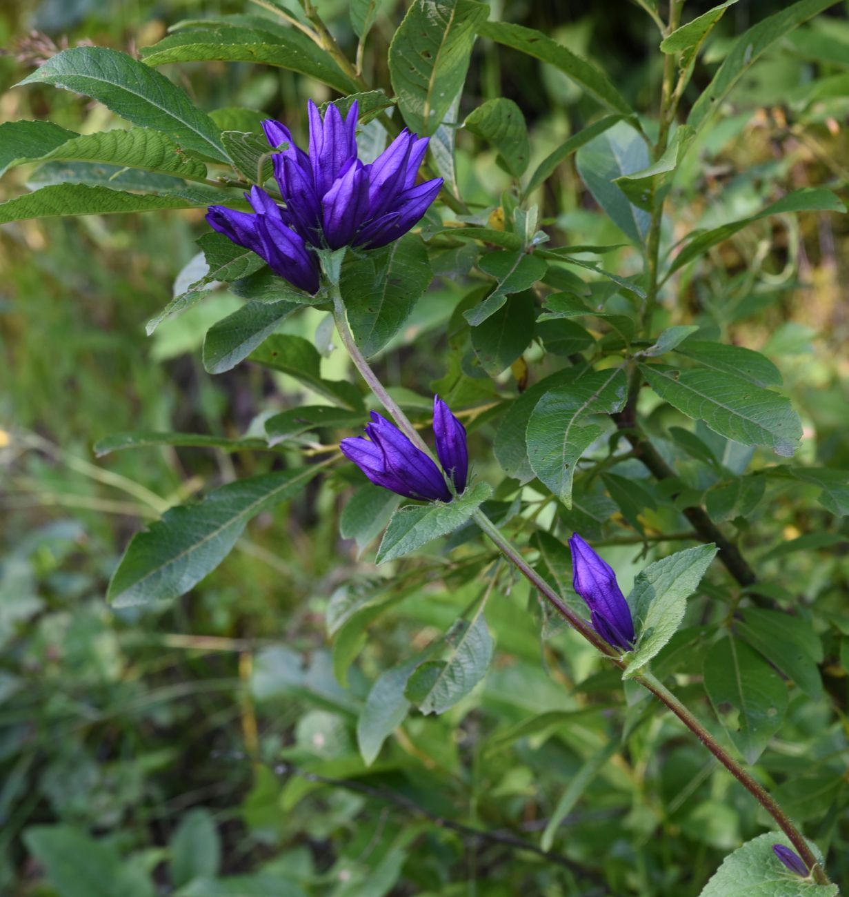 Image of Campanula glomerata ssp. oblongifolioides specimen.