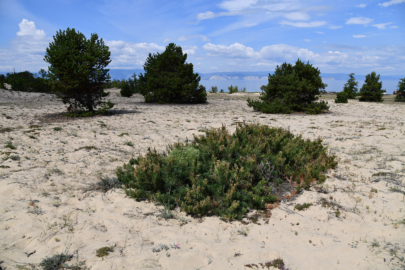 Image of Pinus sylvestris specimen.