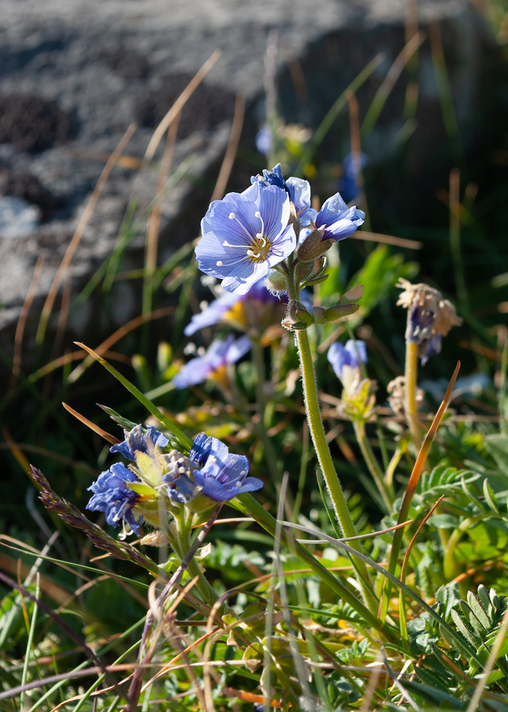 Изображение особи Polemonium boreale.