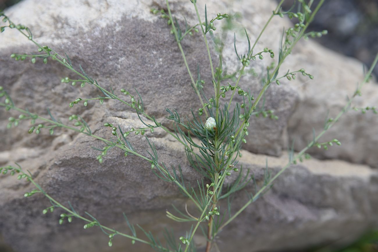 Image of genus Artemisia specimen.