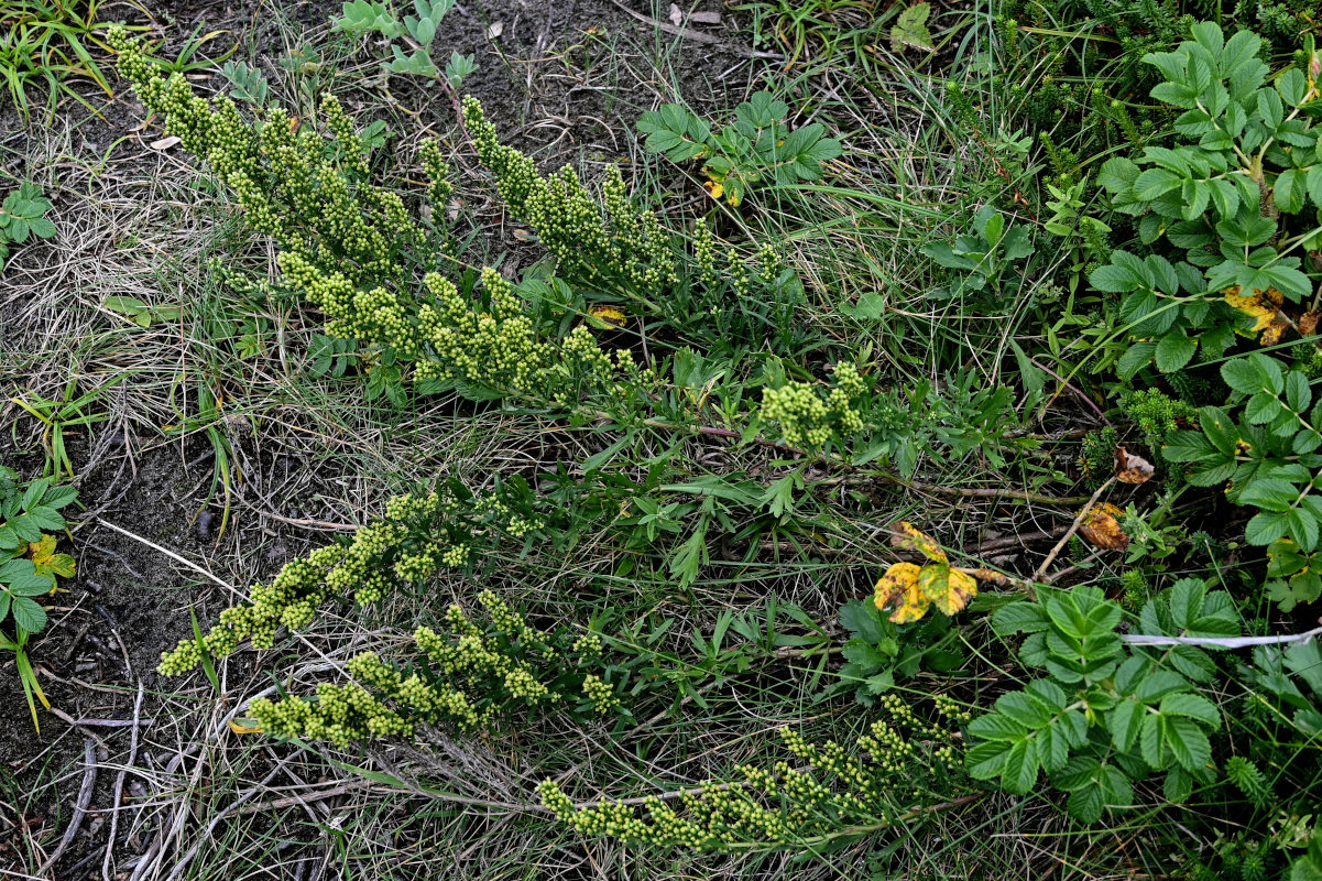 Изображение особи Artemisia japonica.