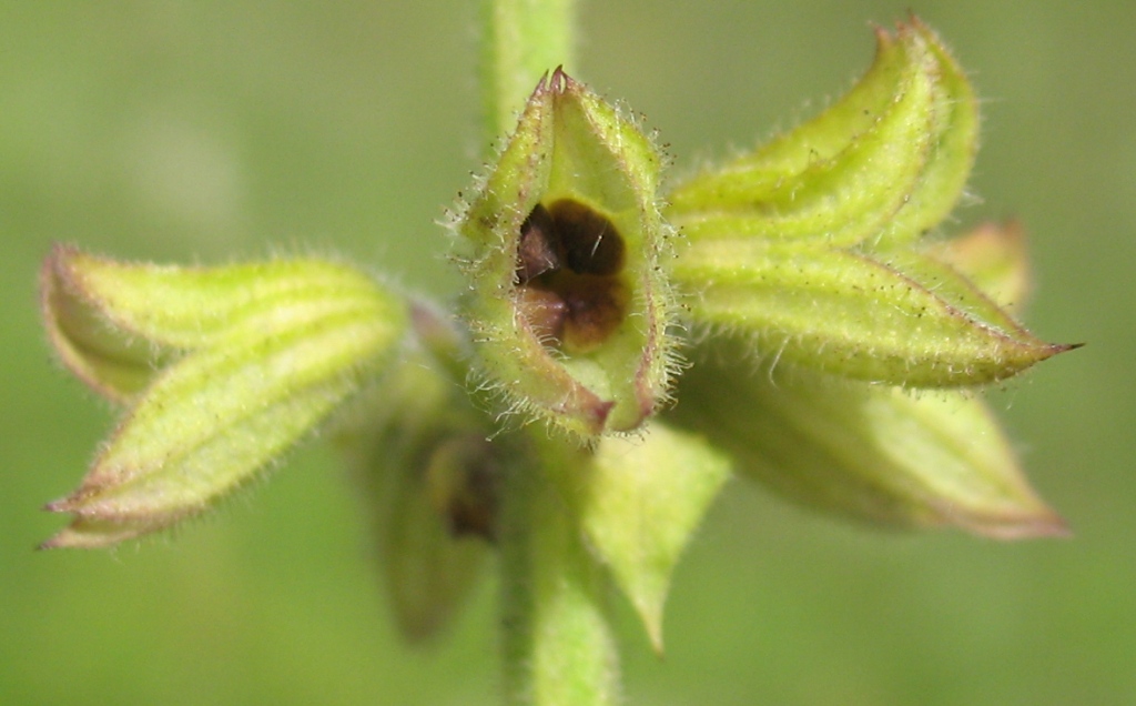 Изображение особи Salvia pratensis.