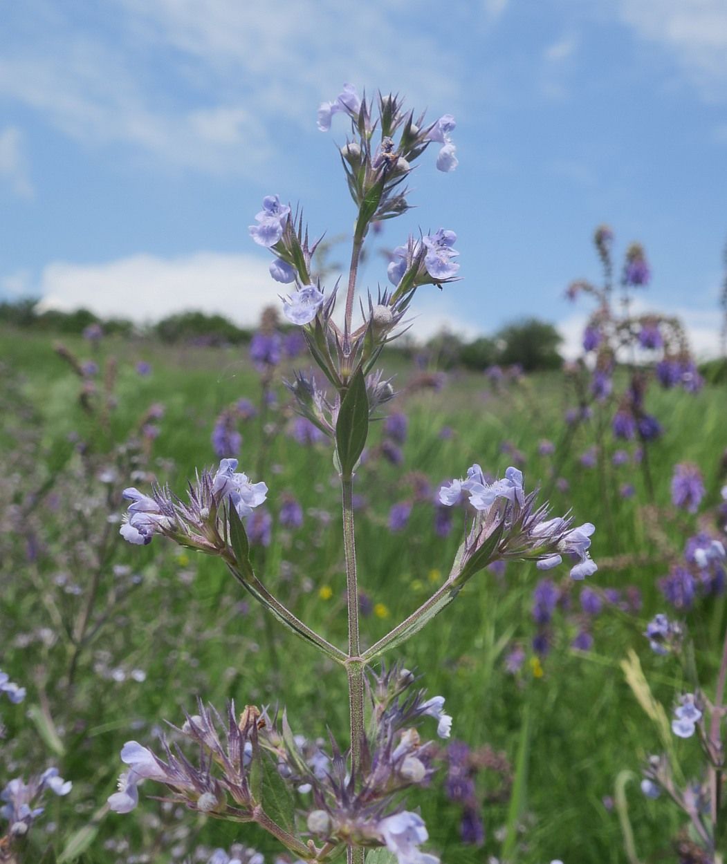 Изображение особи Nepeta parviflora.