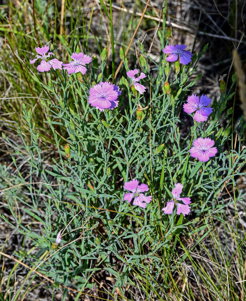 Изображение особи Dianthus uralensis.