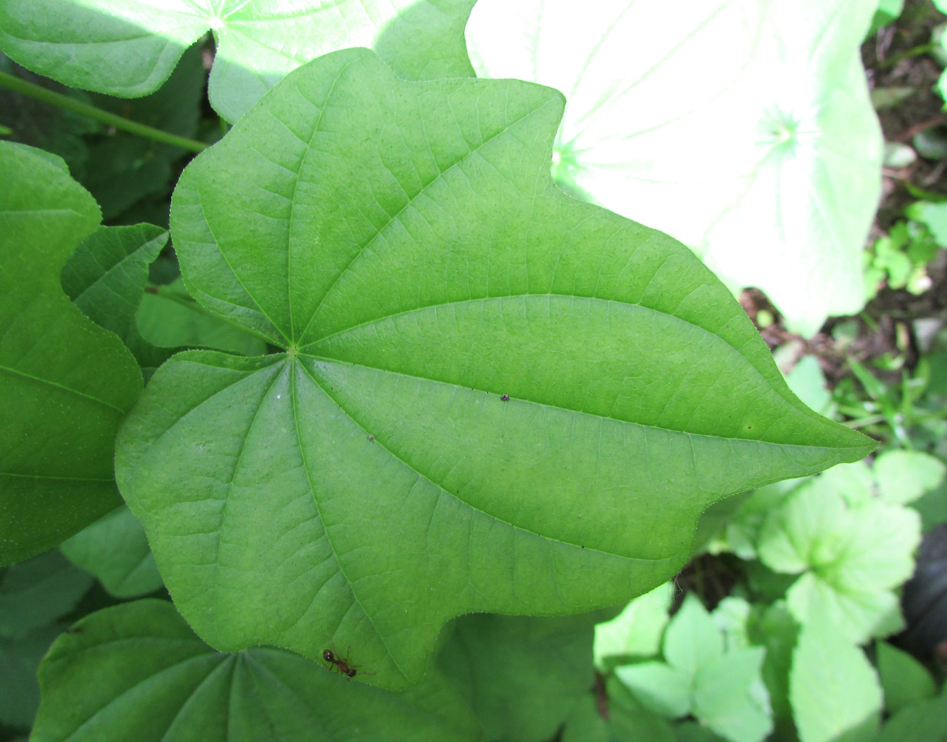 Image of Dioscorea nipponica specimen.