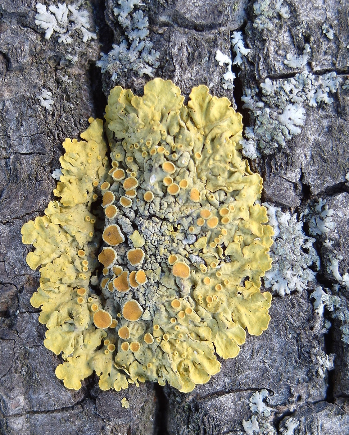 Image of Xanthoria parietina specimen.