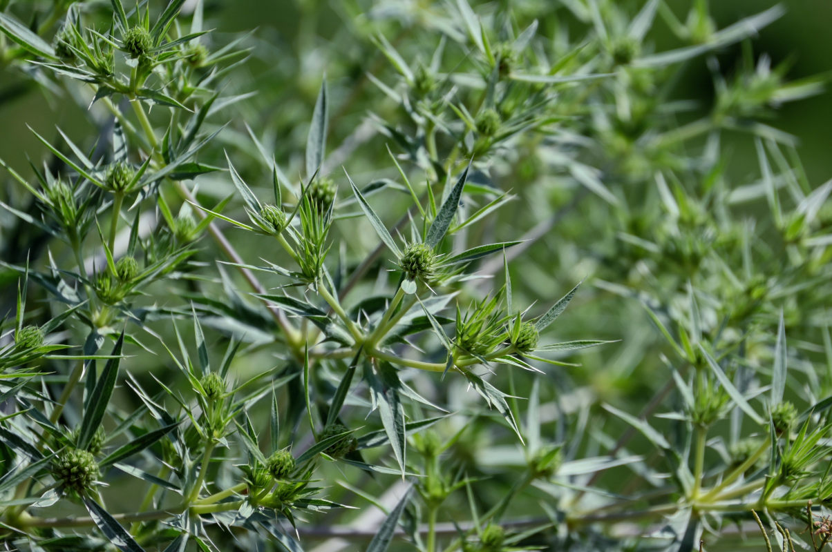 Изображение особи Eryngium billardieri.