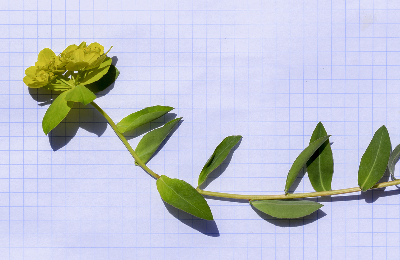 Изображение особи Euphorbia verrucosa.