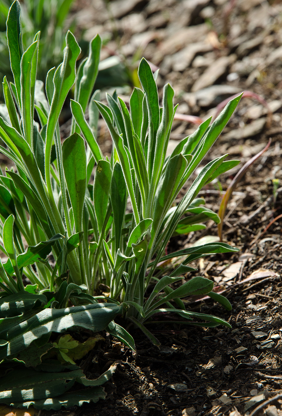 Image of genus Silene specimen.