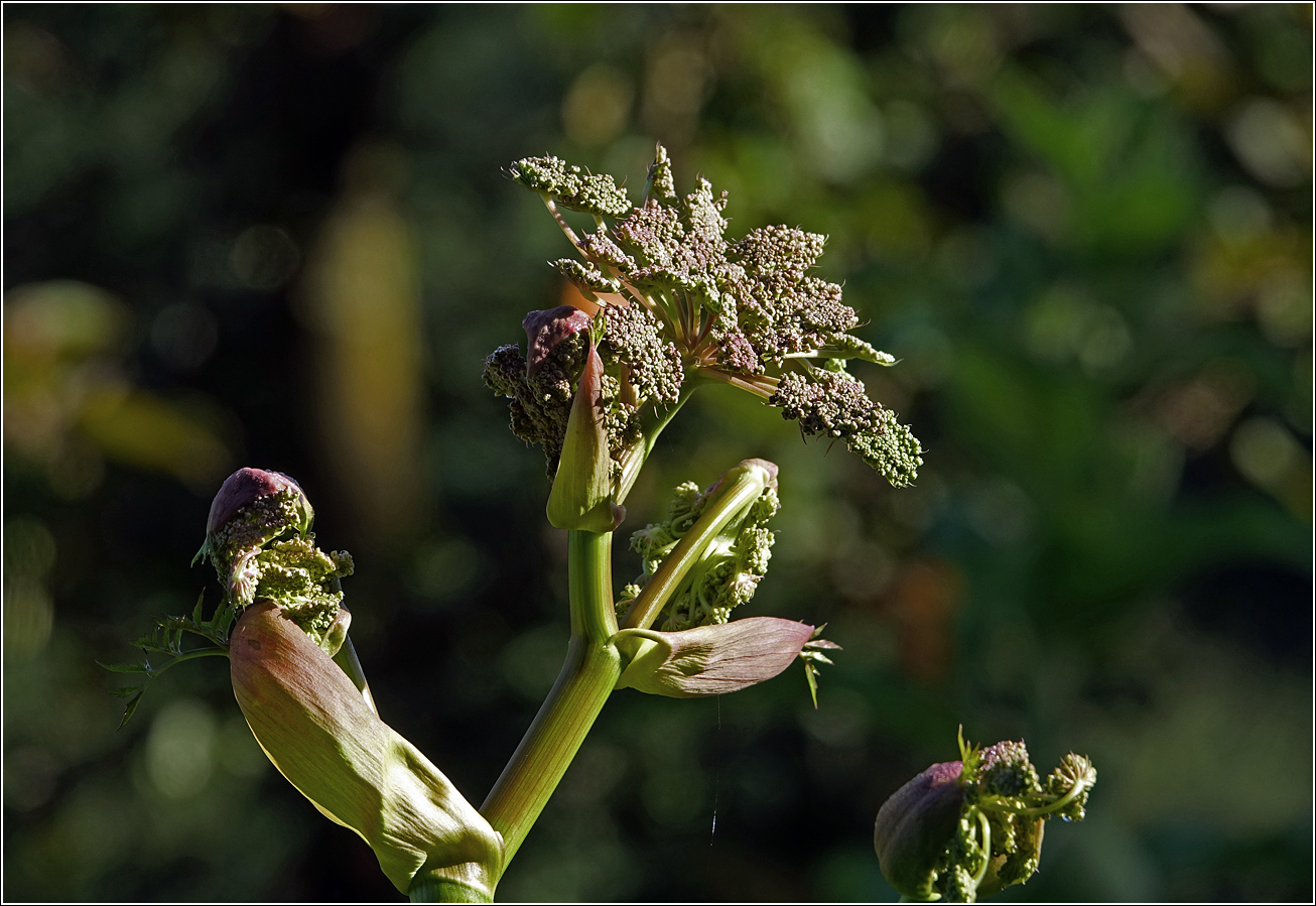 Image of Angelica sylvestris specimen.