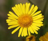 Inula linariifolia