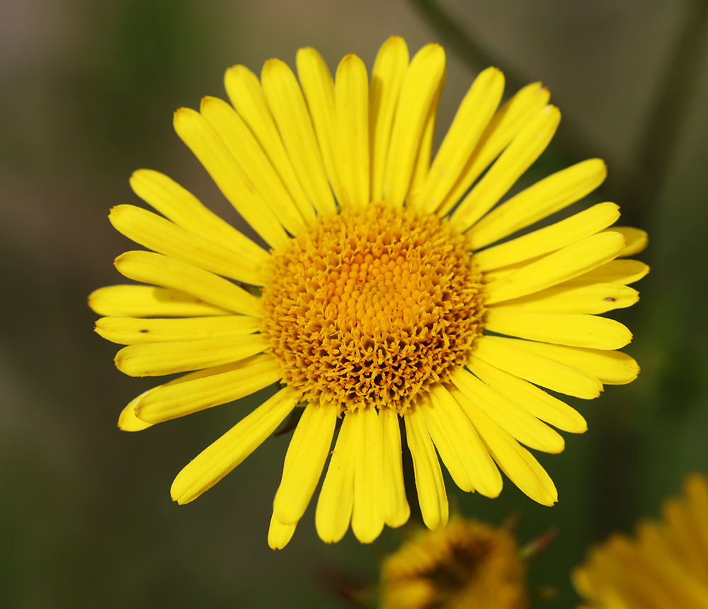 Image of Inula linariifolia specimen.