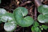 Asarum europaeum. Листья. Ленинградская обл., Ломоносовский р-н, окр. дер. Мал. Забородье, опушка лиственного леса. 17.07.2024.