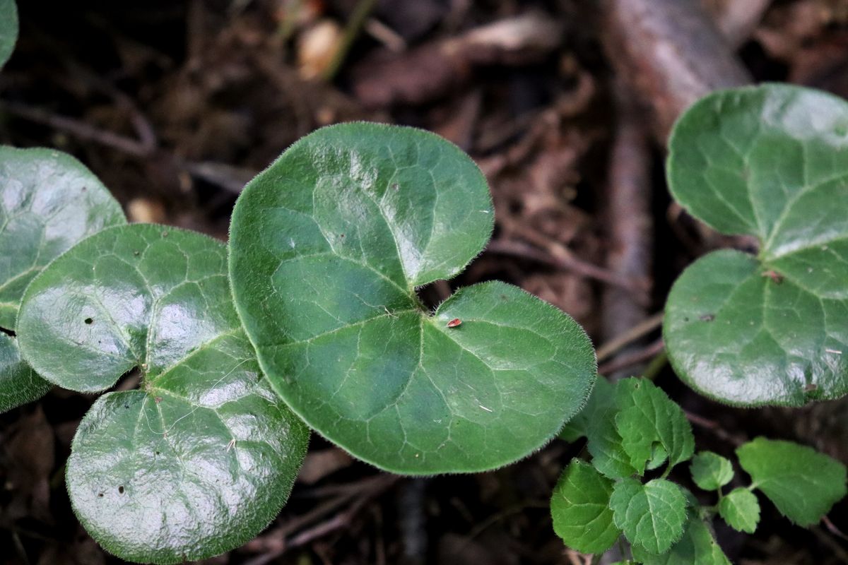 Изображение особи Asarum europaeum.