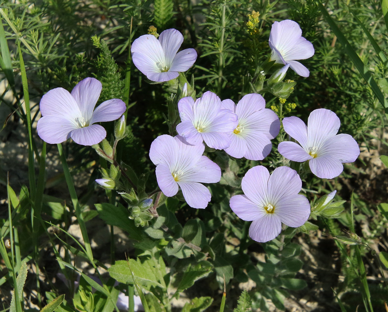 Image of Linum lanuginosum specimen.