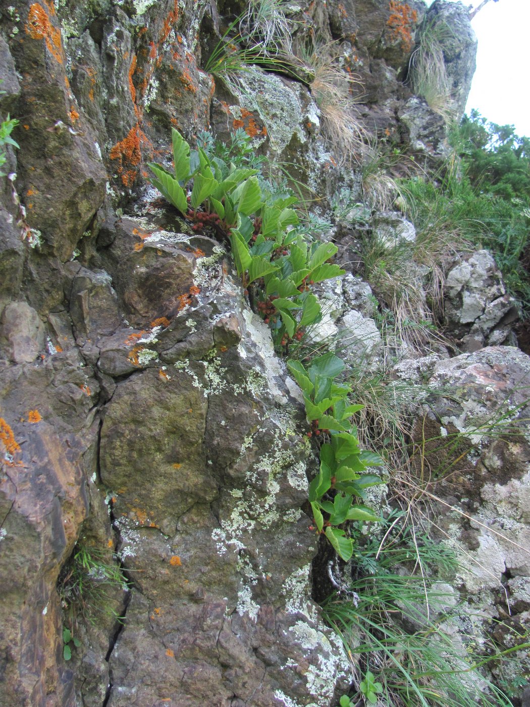 Image of Rhamnus microcarpa specimen.