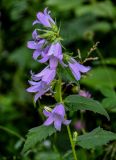 Campanula trachelium