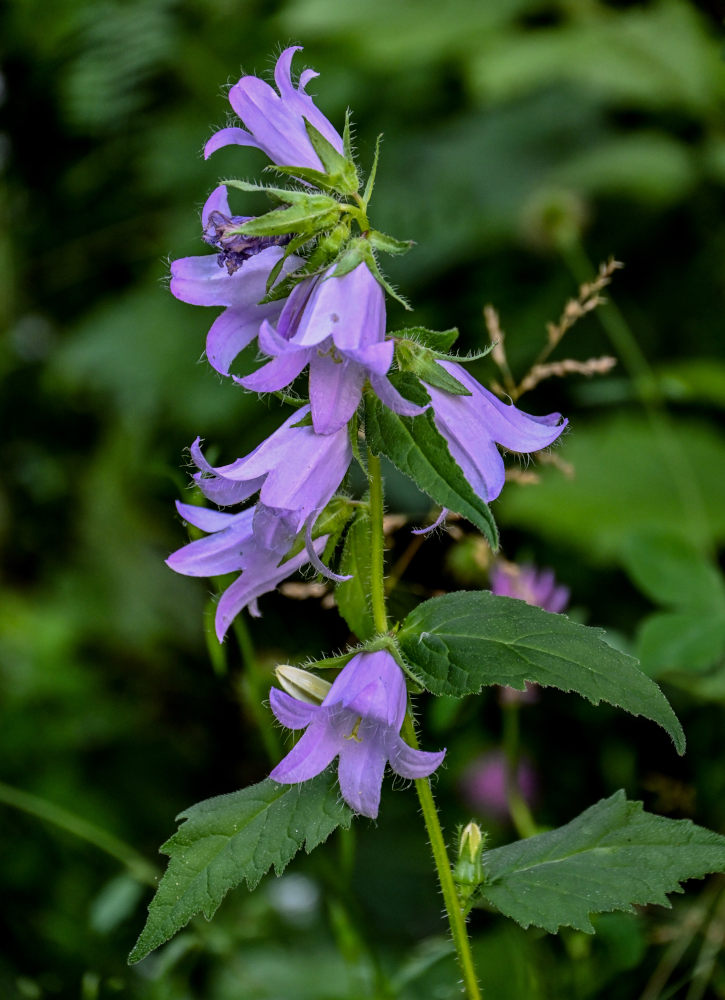 Image of Campanula trachelium specimen.