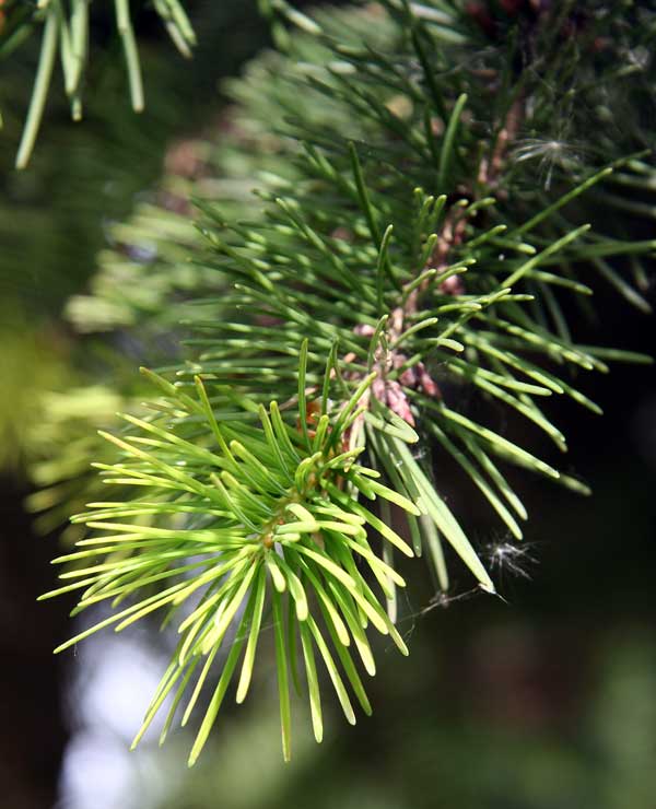 Image of Pseudotsuga menziesii specimen.