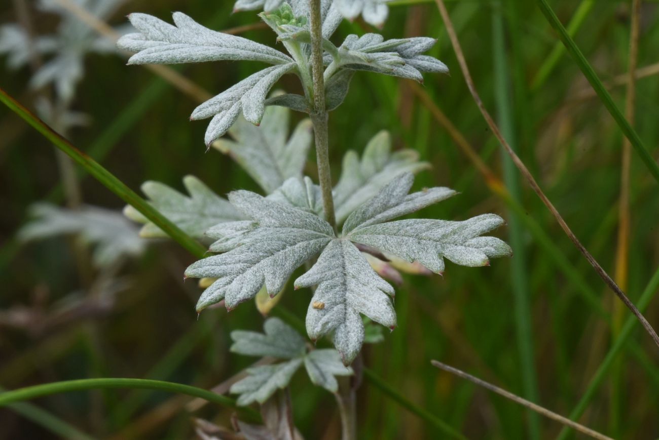 Изображение особи Potentilla argentea.