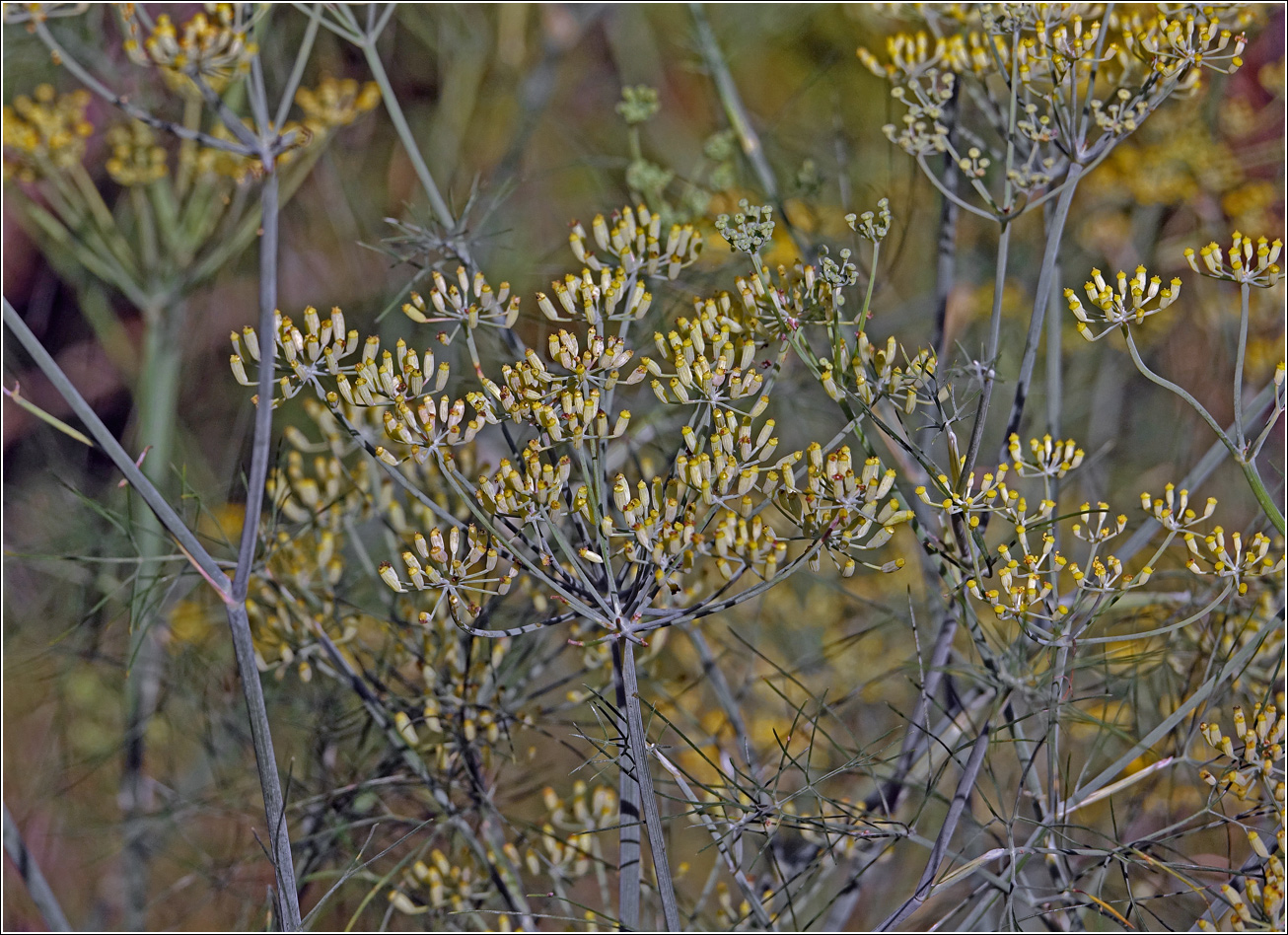 Изображение особи Foeniculum vulgare.