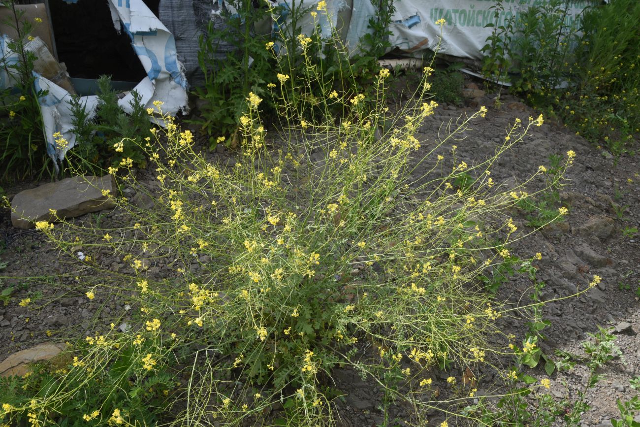 Image of Sisymbrium loeselii specimen.