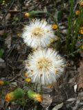 Tussilago farfara