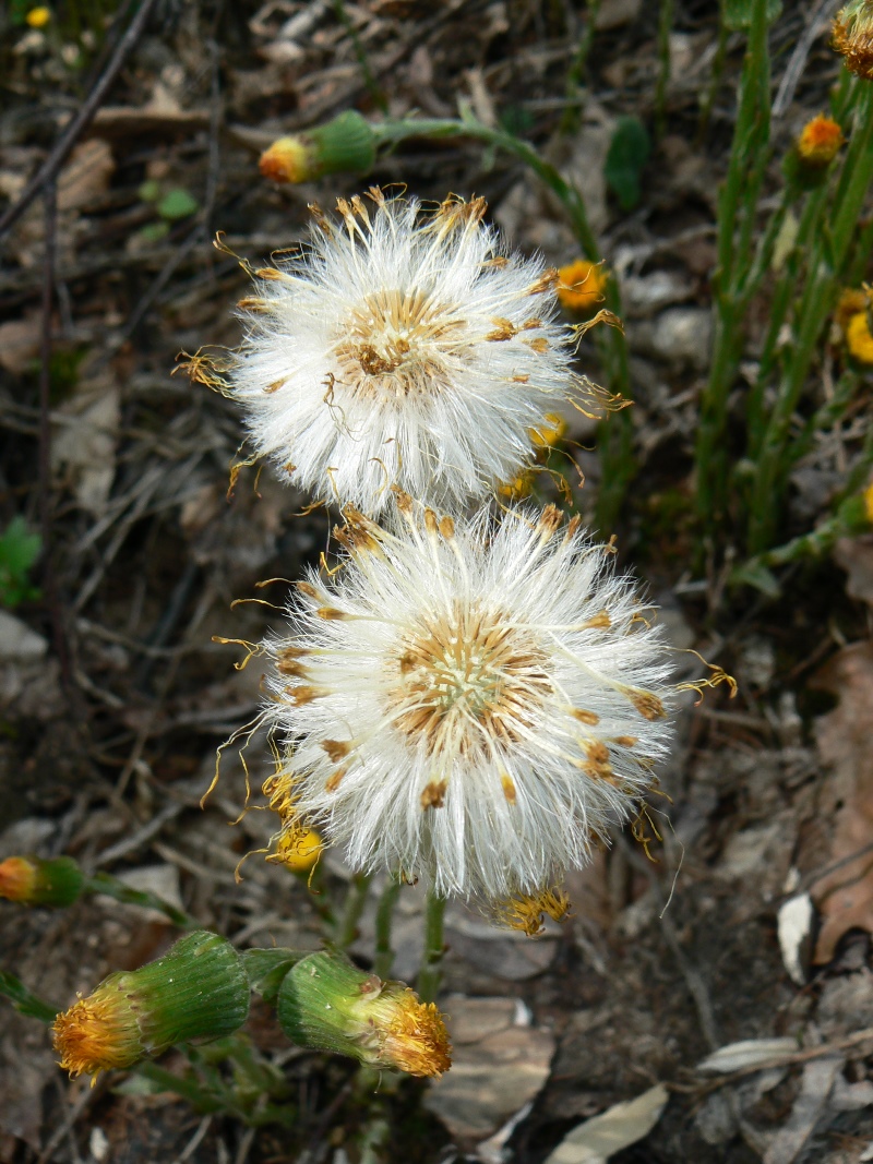 Изображение особи Tussilago farfara.