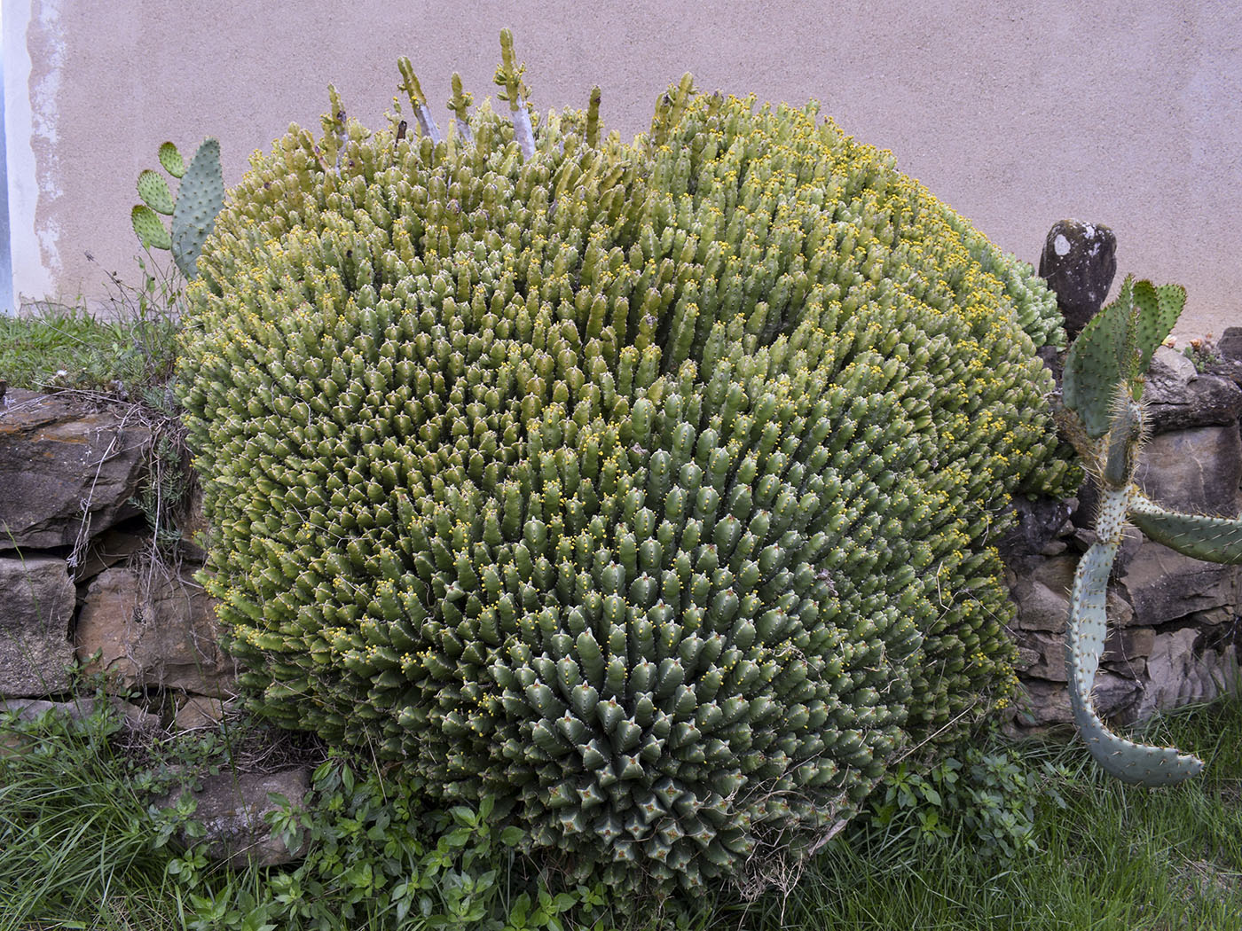 Image of Euphorbia resinifera specimen.