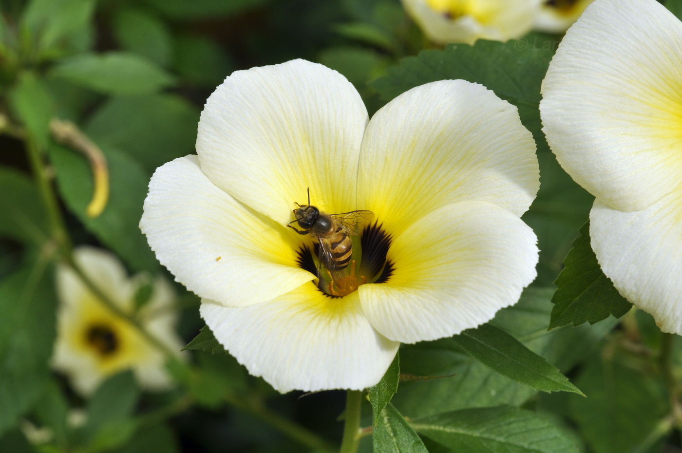 Изображение особи Turnera subulata.