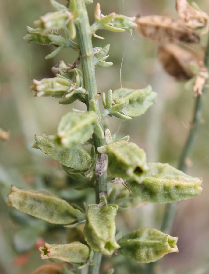 Изображение особи Reseda alba.