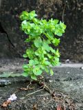 Смотреть изображение Euphorbia peplus