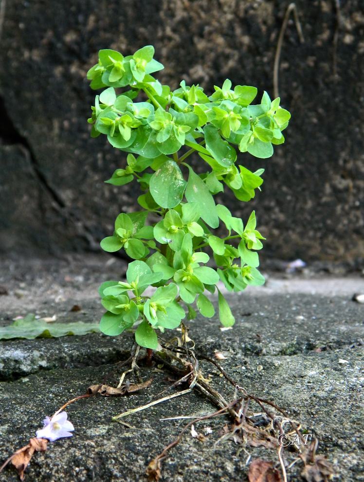 Изображение особи Euphorbia peplus.