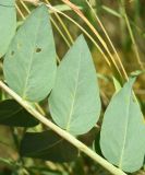 Astragalus tschimganicus