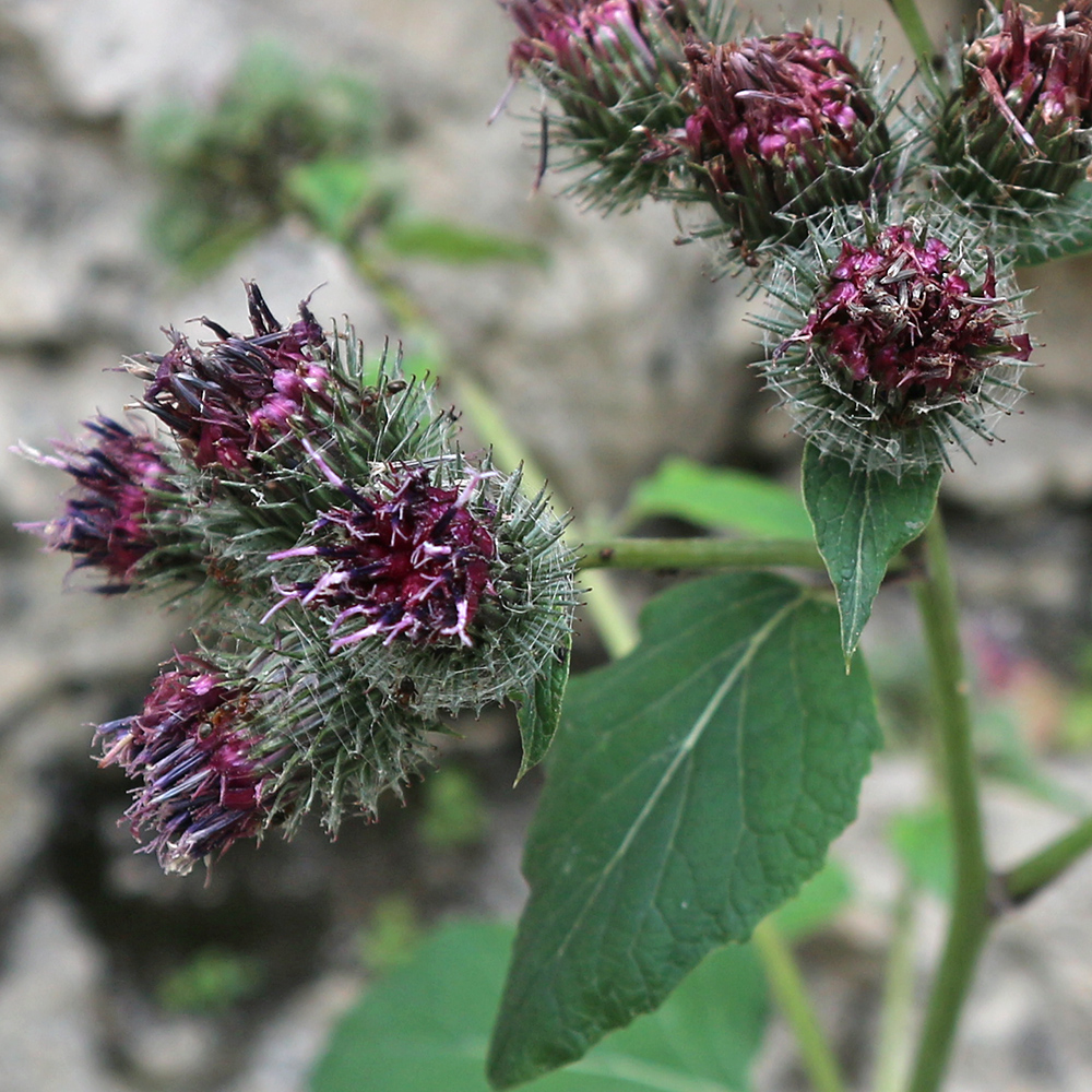 Изображение особи род Arctium.