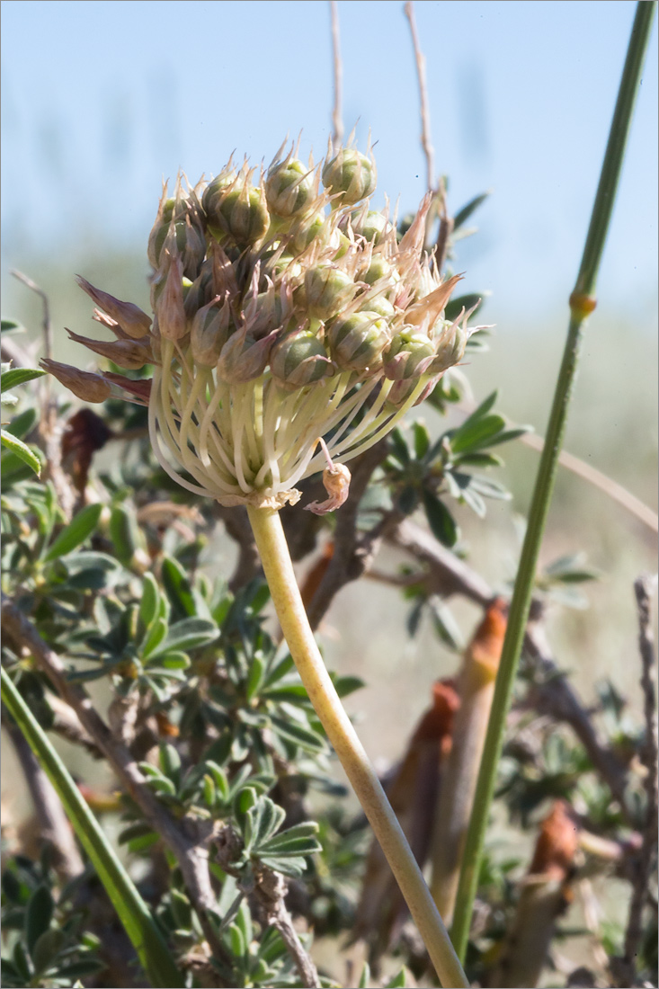 Изображение особи Allium albanum.