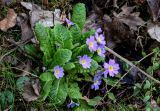 Primula vulgaris