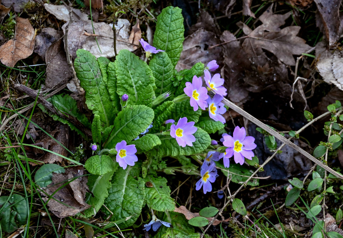 Image of Primula vulgaris specimen.